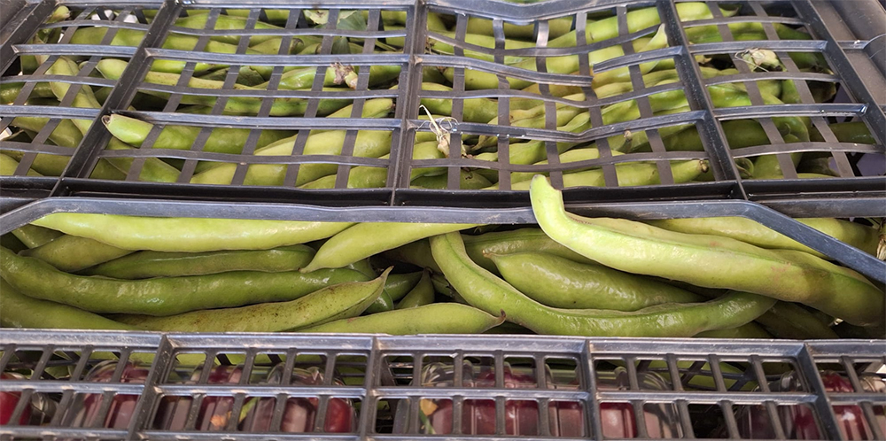 Fave - Romagna - 1,70/2,00 euro al chilogrammo